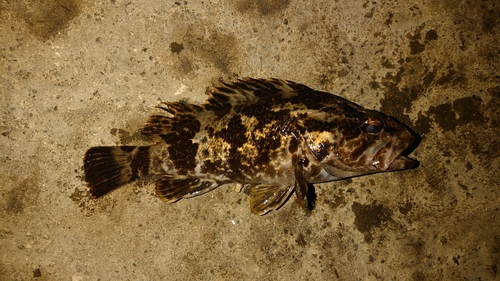 タケノコメバルの釣果