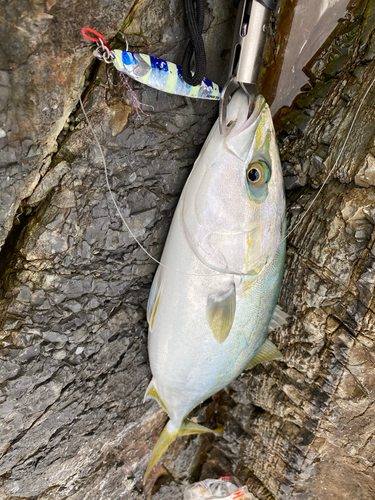 ハマチの釣果