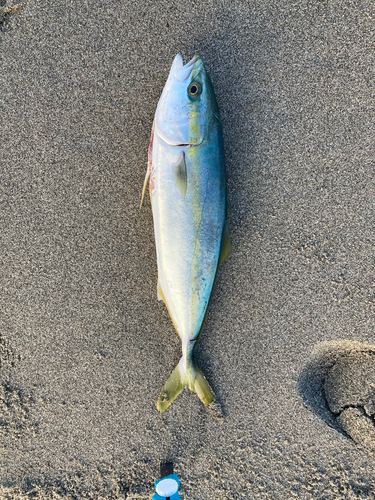 イナダの釣果