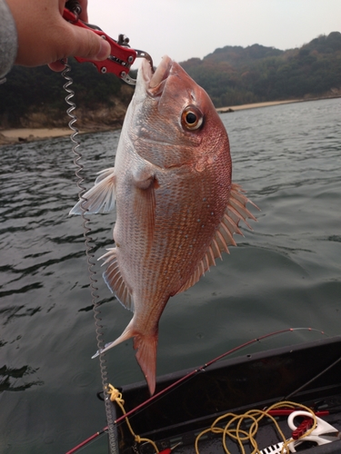 マダイの釣果