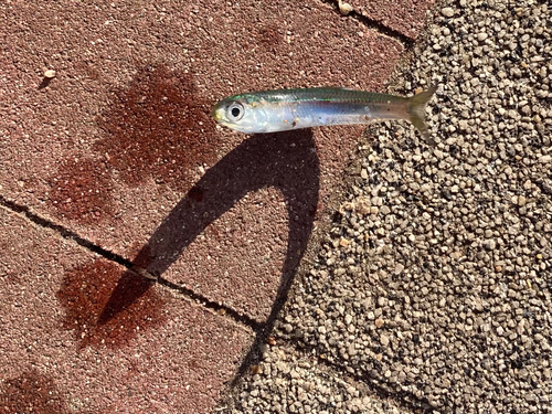 イワシの釣果