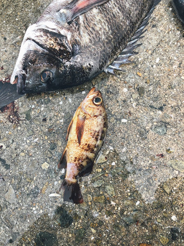 アカメバルの釣果