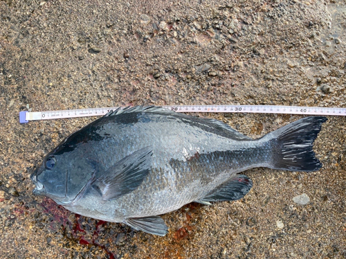 クチブトグレの釣果