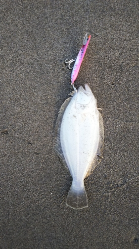 ソゲの釣果