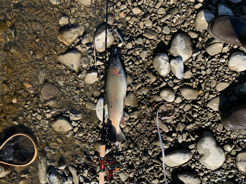 ニジマスの釣果