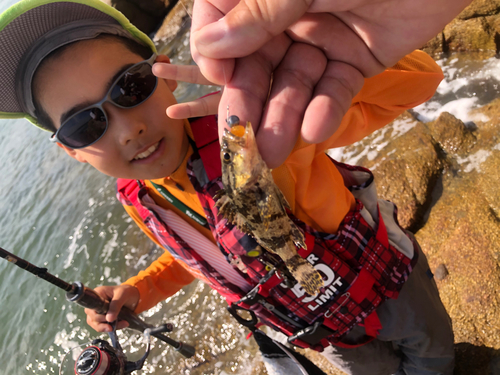 タケノコメバルの釣果