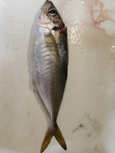 マアジの釣果