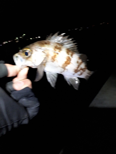 メバルの釣果