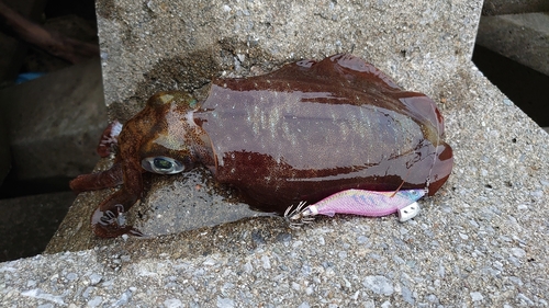 アオリイカの釣果