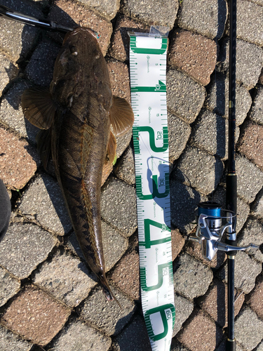 マゴチの釣果