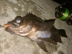 メバルの釣果