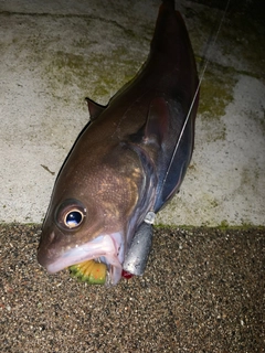 ドンコの釣果