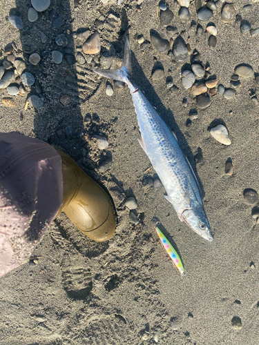 サゴシの釣果