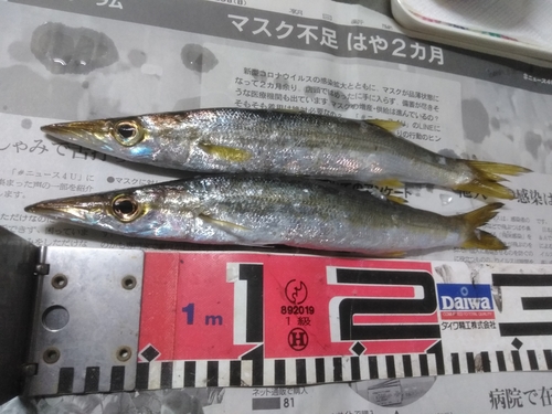 カマスの釣果