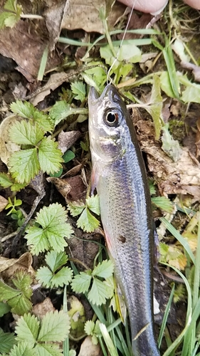 カワムツの釣果