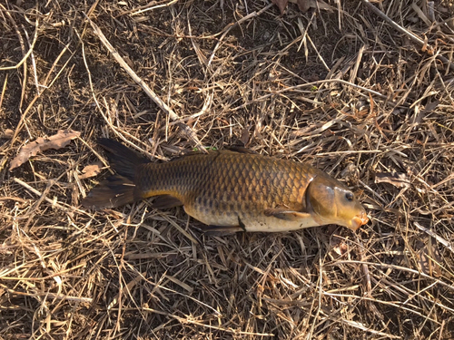 コイの釣果