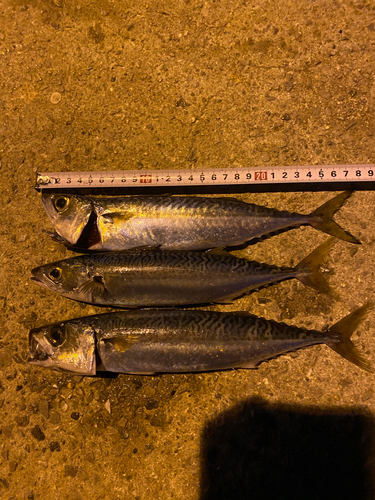 サバの釣果