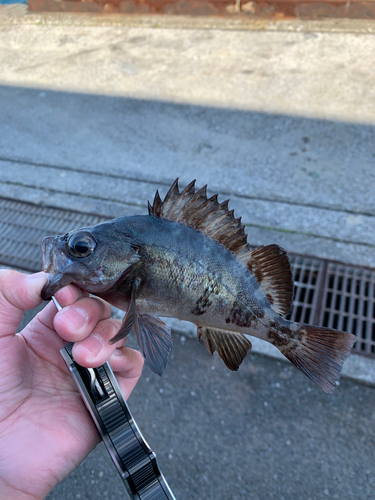 クロメバルの釣果