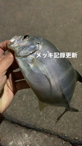 メッキの釣果