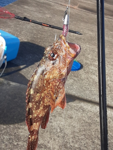 カサゴの釣果