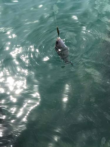 クワガナーの釣果