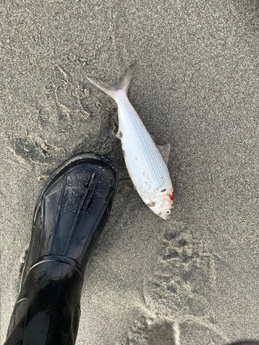 コノシロの釣果