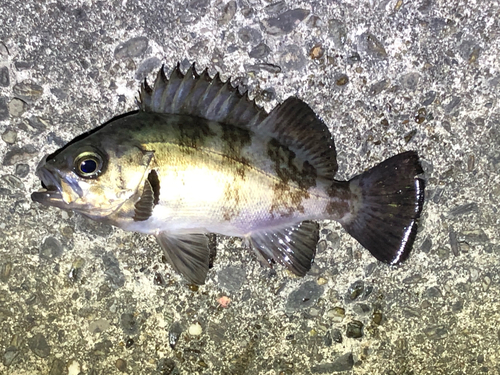 メバルの釣果