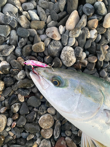 ワラサの釣果