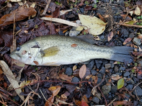 ブラックバスの釣果