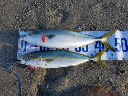 イナダの釣果