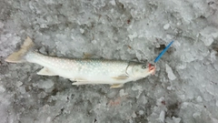 アメマスの釣果