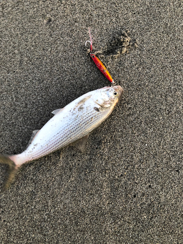 コノシロの釣果