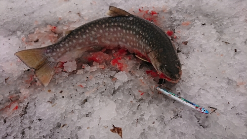 アメマスの釣果