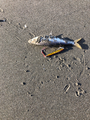 コノシロの釣果