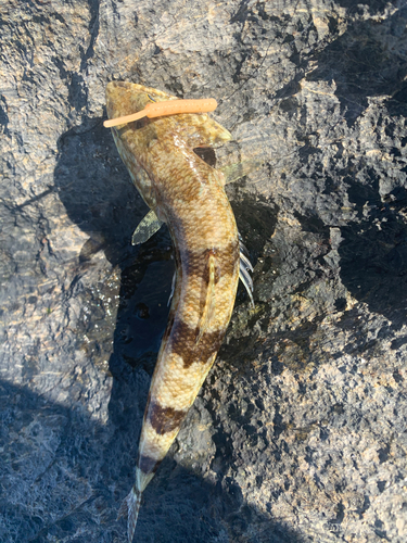 マダラエソの釣果