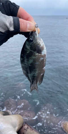 メジナの釣果