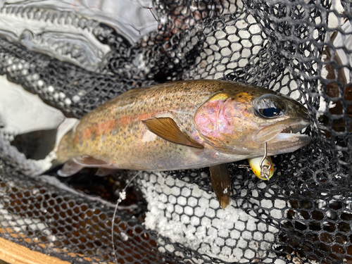 ニジマスの釣果