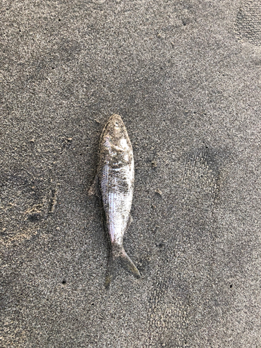 コノシロの釣果