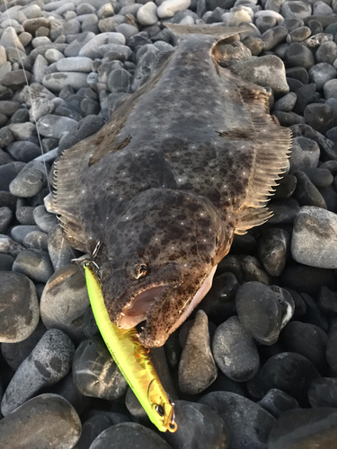 ヒラメの釣果