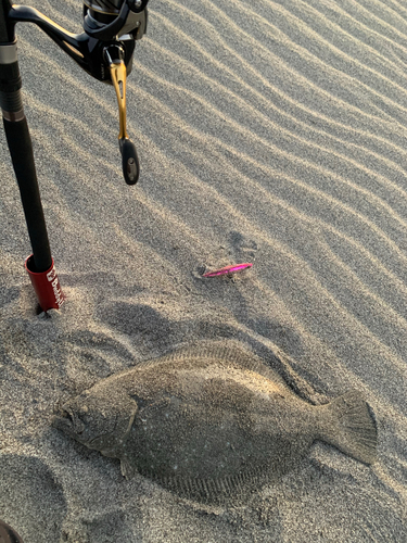 ヒラメの釣果