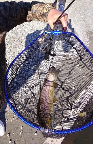 ブラウントラウトの釣果