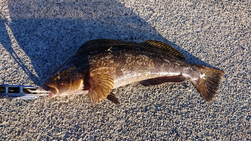 アイナメの釣果