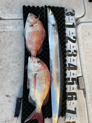 マダイの釣果