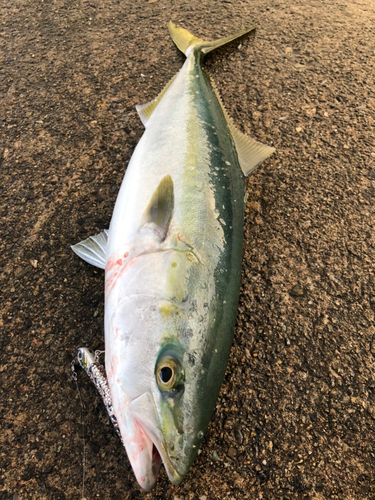 ハマチの釣果