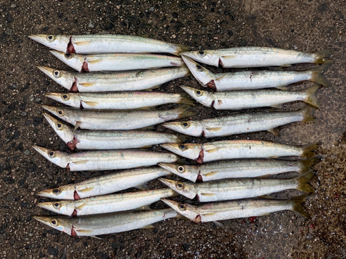 カマスの釣果