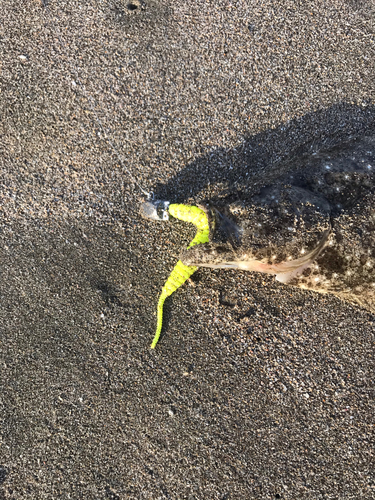 ヒラメの釣果