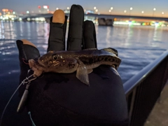 マハゼの釣果