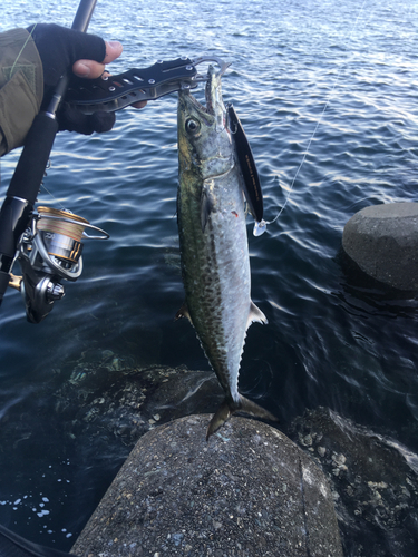 サワラの釣果