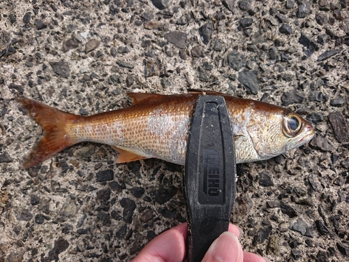 ムツの釣果