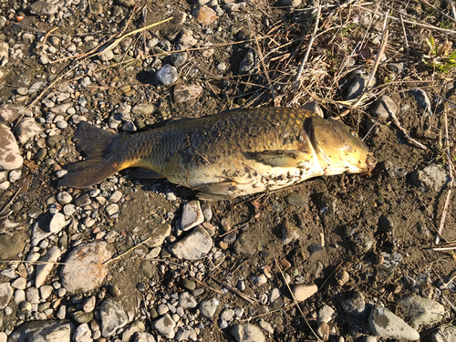 コイの釣果